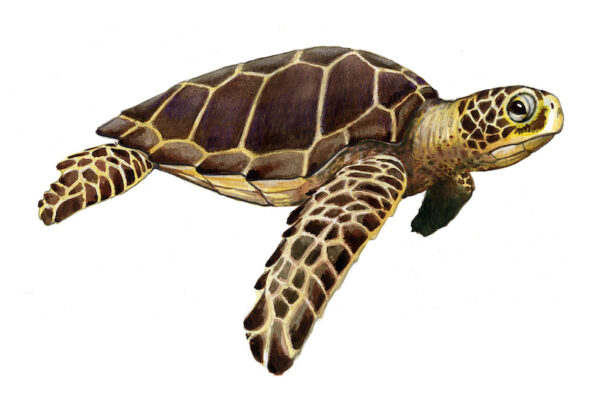 Caretta caretta illustrazione realizzata da Maurizio Wurtz