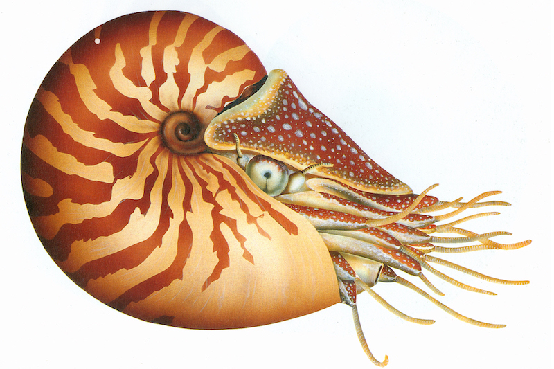 Nautilus pompilius (Nautilus) - Disegno di Maurizio Wurtz
