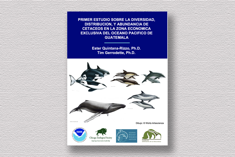 Primer estudio sobre la diversidad, distribucion, y abundancia de cetaceos en la zona economica exclusiva del oceano pacifico de Guatemala con illustrazioni di Maurizio Würtz