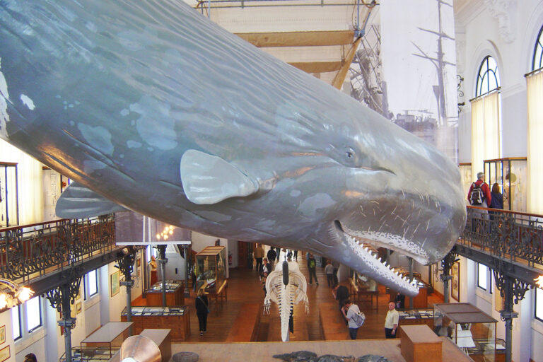 Physeter catodon (Capodoglio) – Museo Oceanografico Monaco Montecarlo,