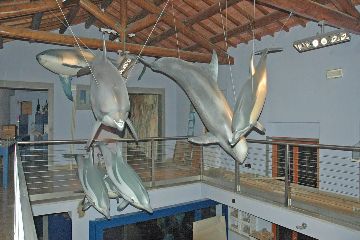 Cetacei e Squali – Museo della Maremma, Grosseto