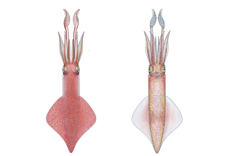 Loligo vulgaris (Calamaro) - Disegno di Maurizio Wurtz