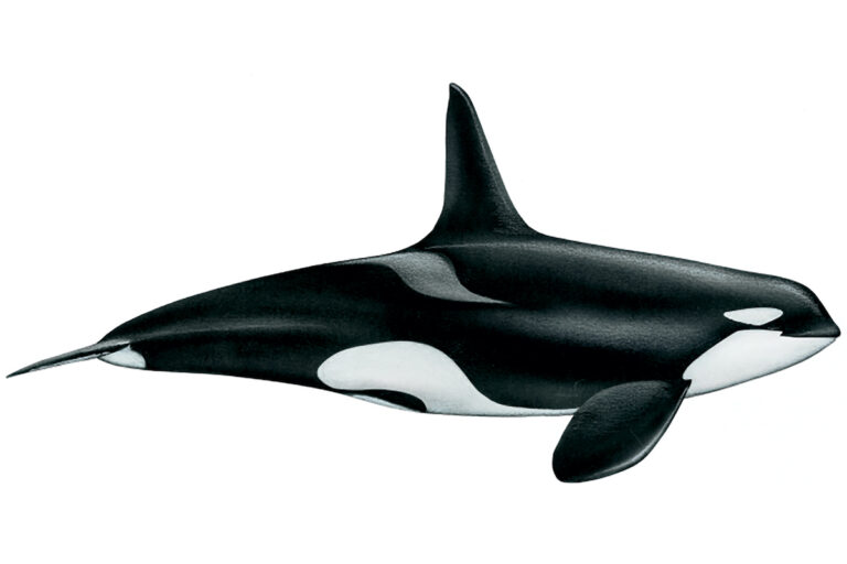 Orcinus orca (Orca)- Disegno di Maurizio Wurtz