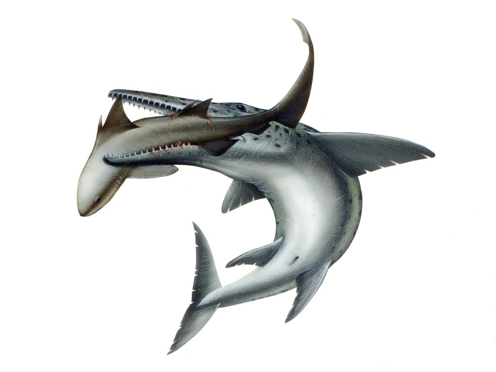Ibodonte | Hybodontides | Preistoric shark | Requin éteint