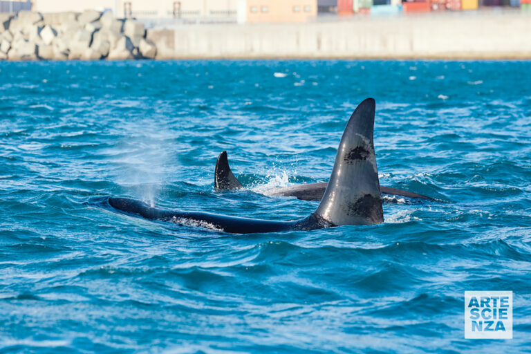 Orcinus orca - Fotografia